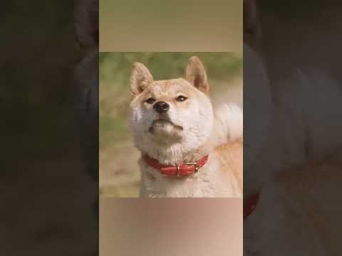 कुत्ते और मालिक की कहानी 🙁 | #shorts #dog #shortvideo