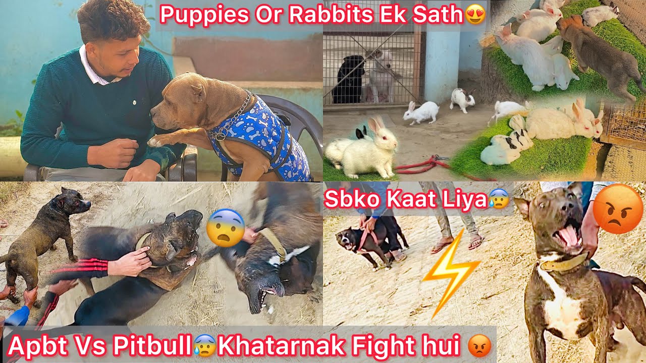 Dog Kennel Mai Puppies K Sath Rabbit Chhod Diya😍Max Or Chota Packet Ka Panga Hua😰Max N Sbko Kat Liya