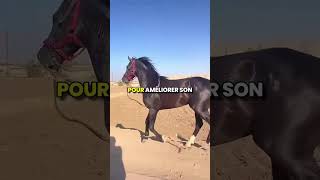 La Corde Est Attachée Aux Jambes De Ce Cheval Dans Le Cadre Dun Entraînement