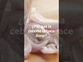¿Por qué LLORAS al cortar cebolla?
