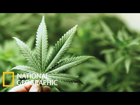 марихуана документальный