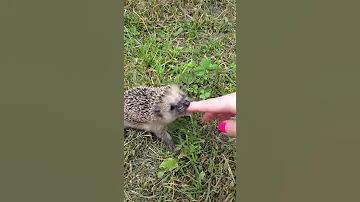 опасный Ёж