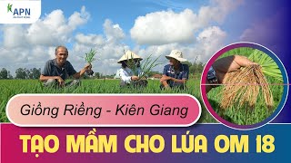 APN - CÔNG THỨC TẠO MẦM CHO LÚA OM 18 GIAI ĐOẠN 30 NSS - GIỒNG RIỀNG KIÊN GIANG - HÈ THU 2024|06