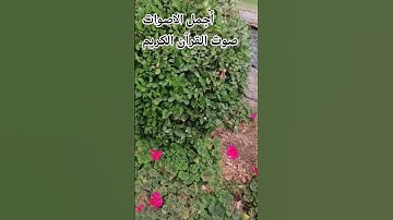 ياسر_الدوسري #المصحف #راحة_نفسية #اكسبلور#الرحمن#تصويري قران كريم بصوت جميل ♥️ #quran #اكسبلور