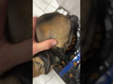 Qurra putting my hand in her bowl while she eats