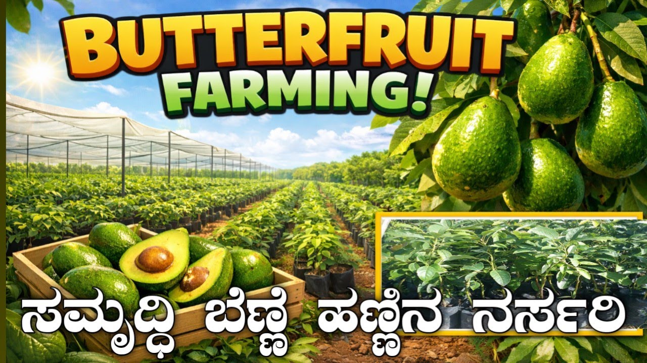ಅವಕಾಡೋ ಕೃಷಿ ಹೇಗೆ ಆರಂಭಿಸಬೇಕು? | Butter Fruit Farming Guide Kannada | ಹೊಸ ರೈತರಿಗೆ ಮಾರ್ಗದರ್ಶಿ