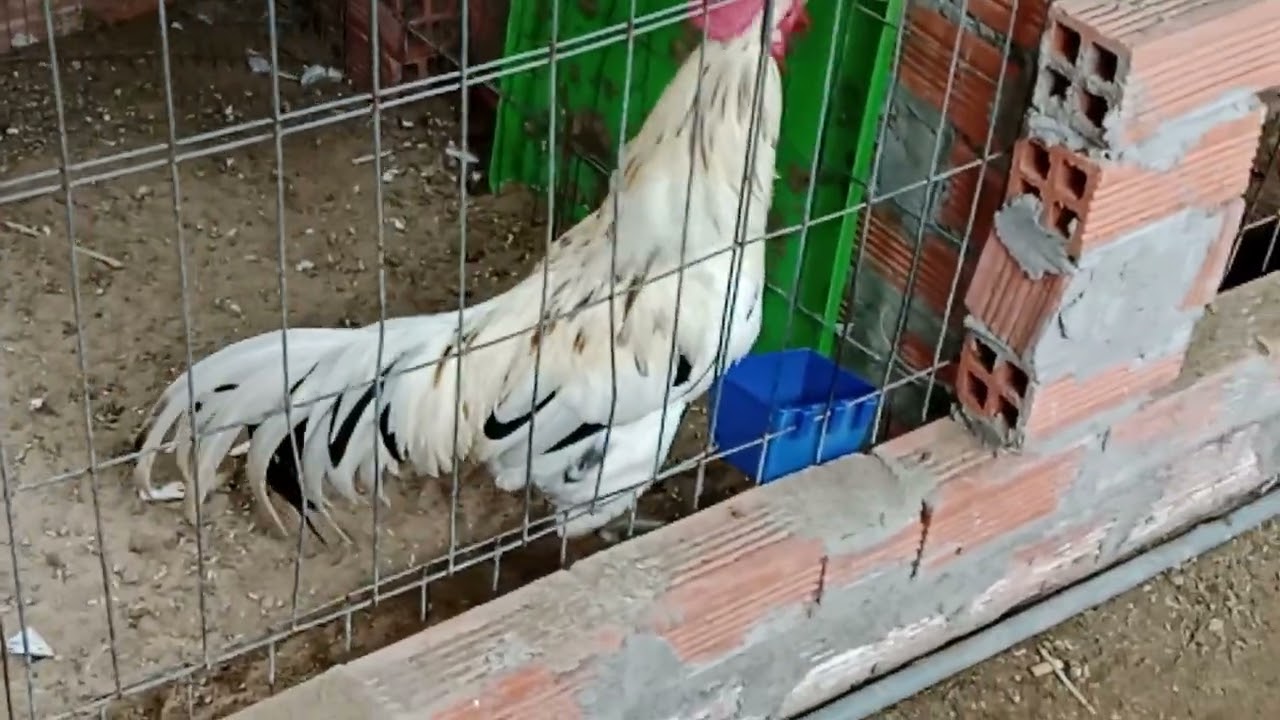 091877 oai 5934 ngày 12 tháng 2 năm 2026