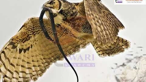 Class 10 Science Chapter 15 Our Environment - Food Chains and Webs.