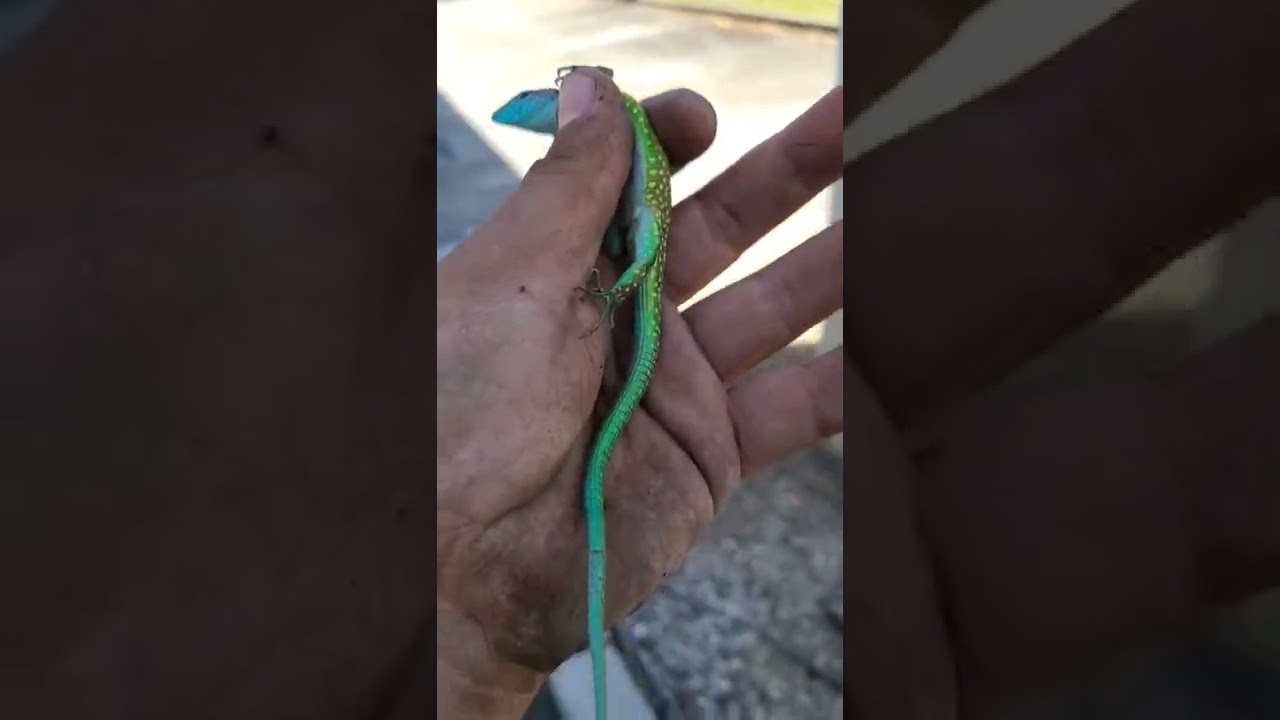 Rainbow whiptail in South florida