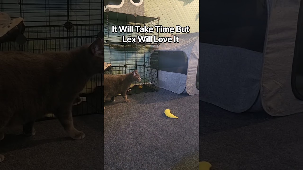 Introducing A New Cat To The Cat House