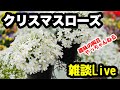 クリスマスローズほか　雑談Live 途中までしっかりとお花のお話や肥料のお話をしていますけど、後半はただの雑談でやんす。