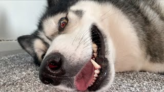 The Weirdest Positions My Husky Finds Comfy!