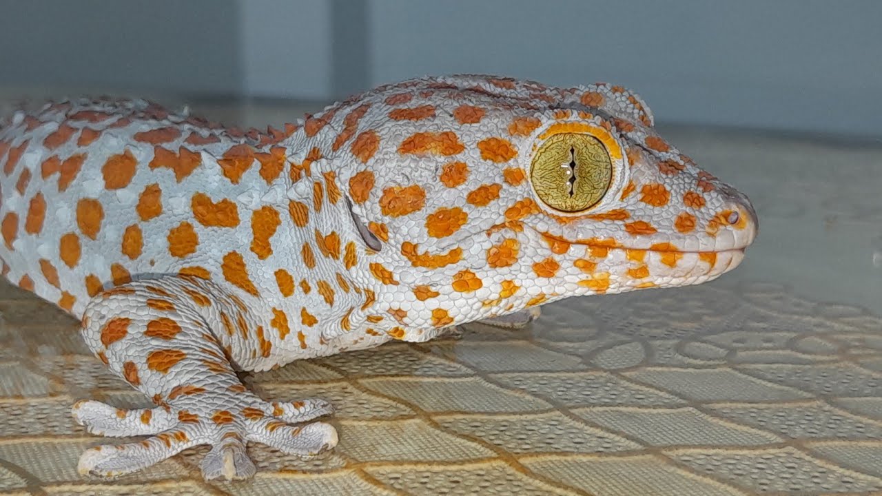 My Tin Gecko  đang phát trực tiếp!