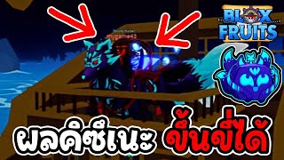 (สปอยไม่พัก) ผลคิซึเนะ ขี่ได้จริงหรือ ??? - 🌊Blox Fruit