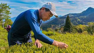 Japan’s 600m High Tea Farm! 45-Year-Old Mountain Oasis Serving Tea Leaf Onigiri＆Tempura #matcha