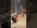 The Bravest Cat vs. The Bossy Rooster! 🐱🐓 Tabby Cat Meeting Farm Chickens for the First Time 🐾