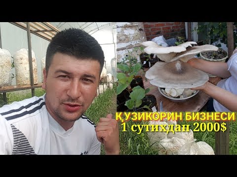 Video: Qozondan Permga Qanday Borish Mumkin