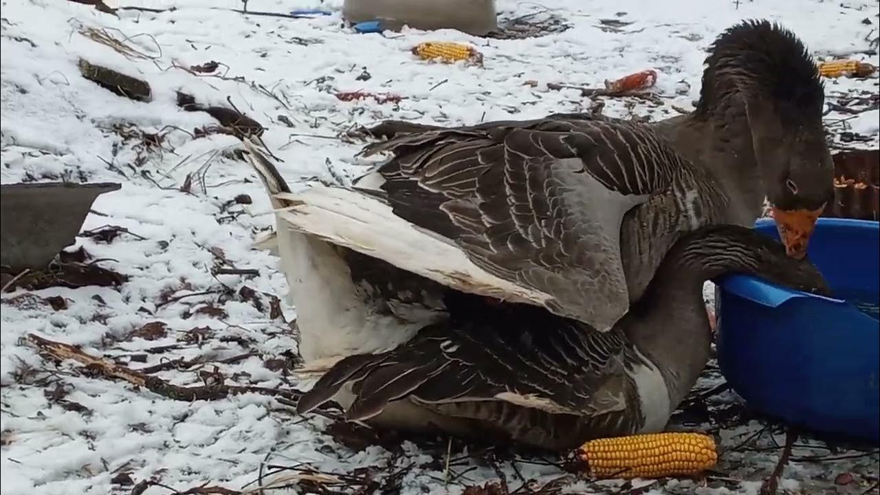 Спаривание уток