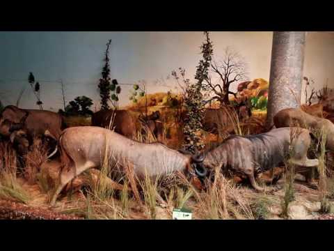 Vídeo: Descrição e fotos do Museu de História Natural (Museu de História Natural) - Moçambique: Maputo