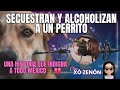 Violencia contra un perrito: Secuestran y alcoholizan a un perrito en Chihuahua