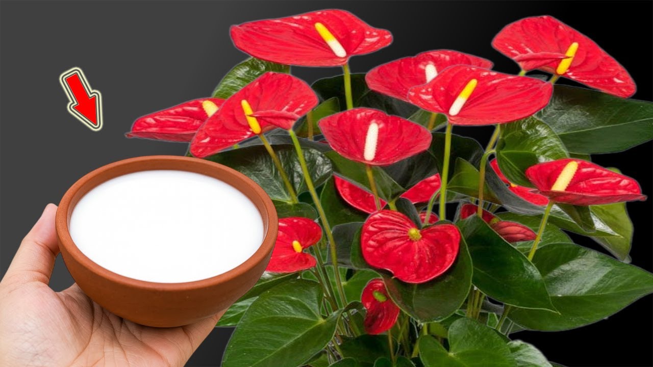 Достаточно полить один раз! Любой антуриум зацветет за ночь!