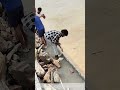 Harvesting Driftwood: Retrieving Flood Logs With Spiked Poles