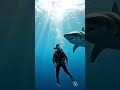 Great White Shark.