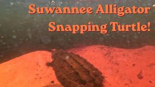 We Found an Endangered Suwannee Alligator Snapping Turtle! | Fishing the Suwannee River