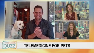 Virtual vet visits growing in popularity | FOX 9 Morning News