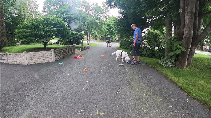 Intro to Treibball: Urban Herding is Great Dog Sport · The Wildest