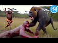 When Animals Go On A Rampage! Interesting Animal Moments CAUGHT ON CAMERA! #16