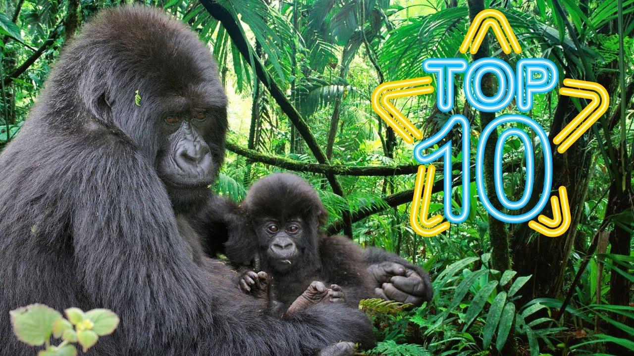 The top 10 rarest animals on Earth - YouTube