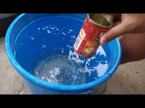 Video: Peach Tree Fertilizer - Paano Magpapataba ng Peach Tree