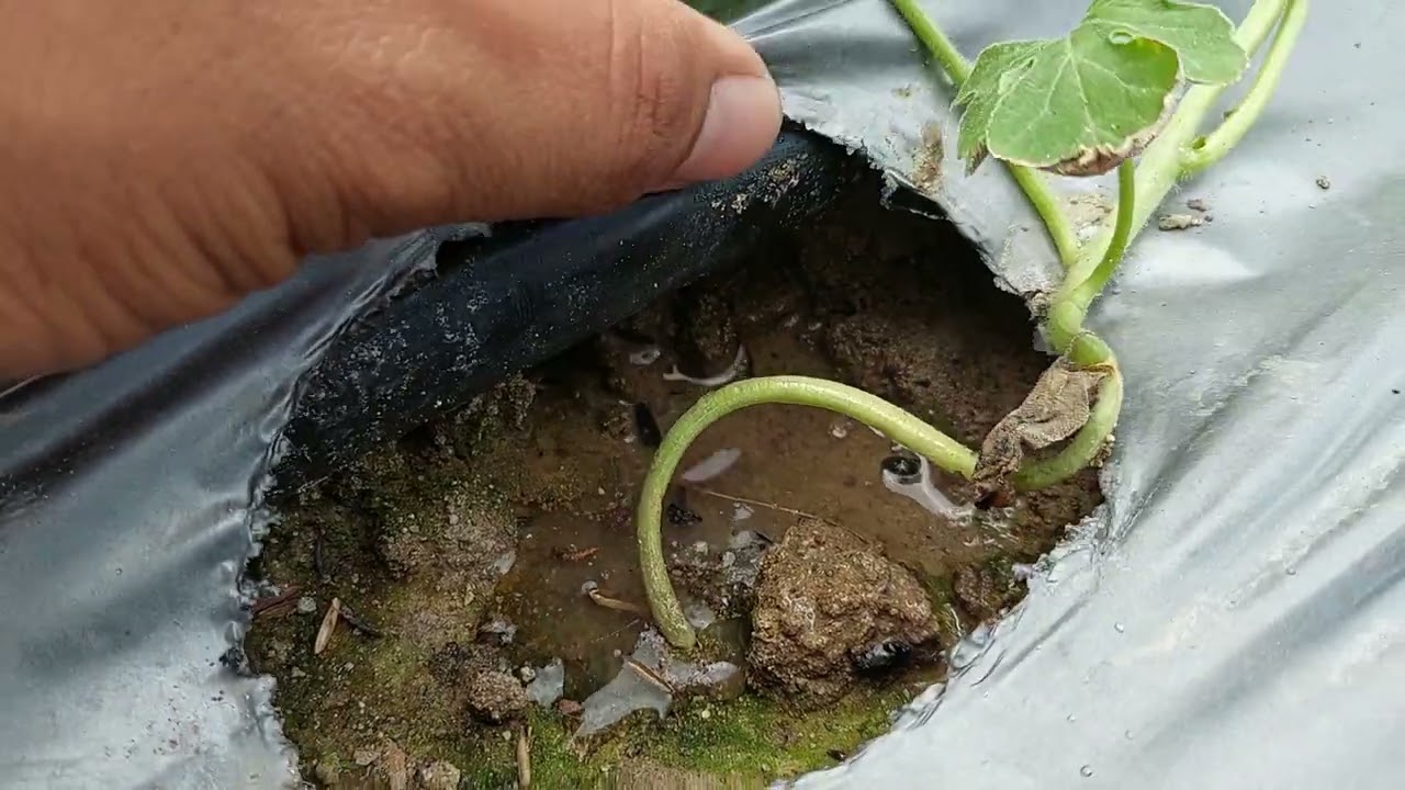 SISTEM IRIGASI TETES SEMANGKA AMARA PART 2 ( simpel, Cepat dan murah)