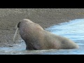 Walrus moving up in the water