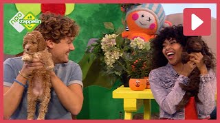Download Lagu HUISDIEREN | Zin in Zappelin | NPO Zappelin MP3 Download Lagu HUISDIEREN | Zin in Zappelin | NPO Zappelin MP3