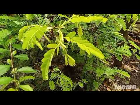 Lagu Melayu, Bidadari ( Lela )