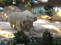 Слоненок оступился!реакция родителей