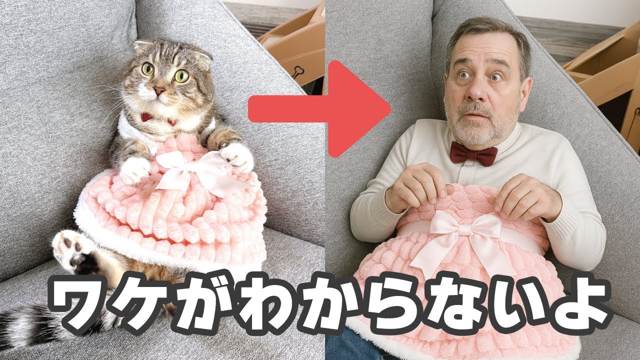 猫 人間
