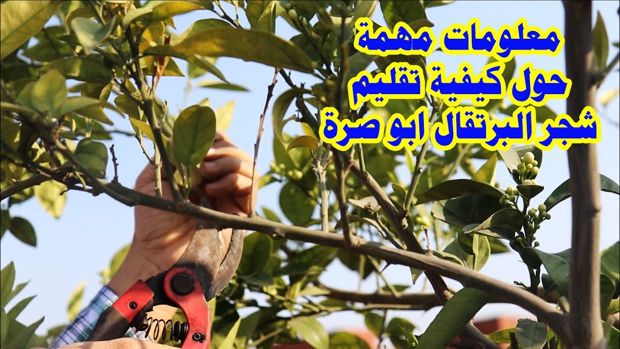 تجنب هذه الاخطاء في تقليم البرتقال(  التقليم الصحيح لاشجار البرتقال  للحصول علي اعلي انتاجية )