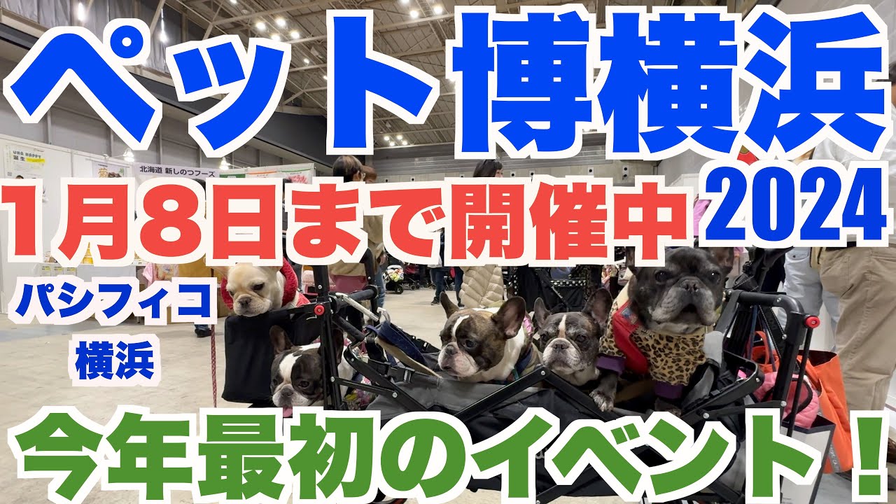 ペット博2024横浜 1月8日まで開催中！ 【 フレンチブルドッグ french_bulldog 】 パシフィコ横浜