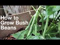 How to Grow Bush Beans