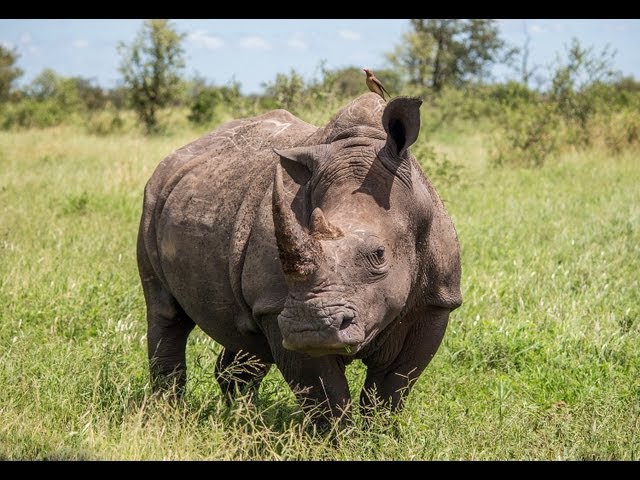 Close-up Rhino Sighting - Kruger National Park class=