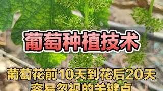 葡萄花前10天到花后20天容易忽视的关键点你知道吗