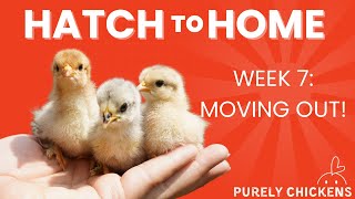 Hatch to Home: Week 7 moving out!!