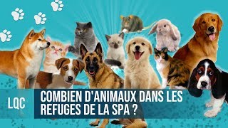 LQC  Combien d'animaux dans les refuges SPA d'ÎledeFrance ?