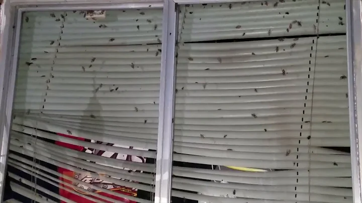 Abandoned house infested with cockroaches is sprea...