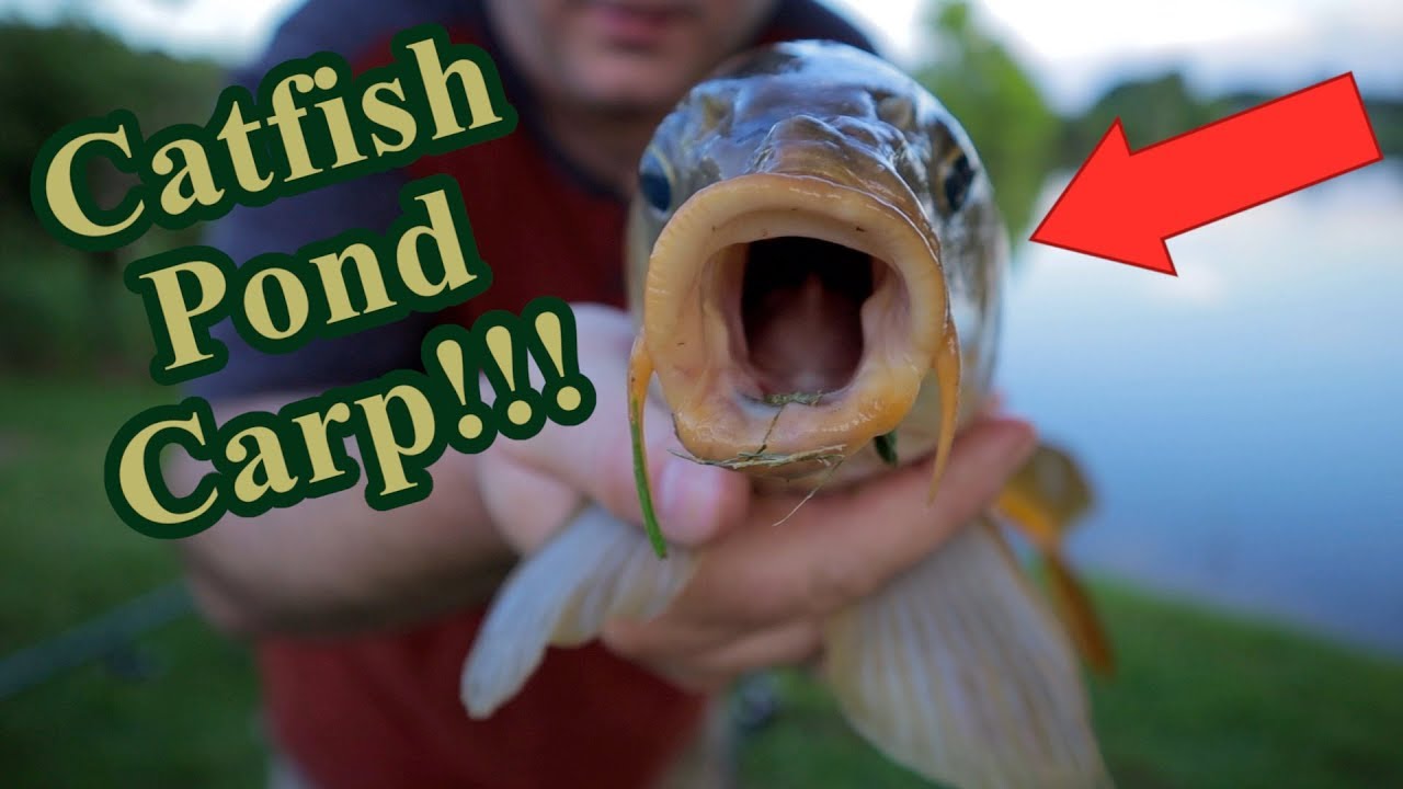 Carp Fishing in Catfish Pond (Expected Results) 