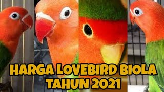 Ini Dia Jenis Mutasi Lovebird yg Bakalan Booming di Tahun 2022‼️Cek selengkapnya.