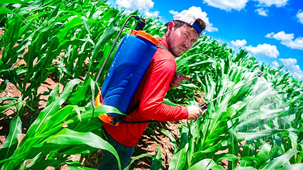 O REI DO GADO ME FEZ PASSAR VENENO NA PLANTAÇÃO DE MILHO DA FAZENDA